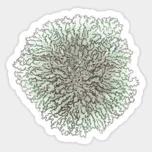 Lichen 3 Sticker